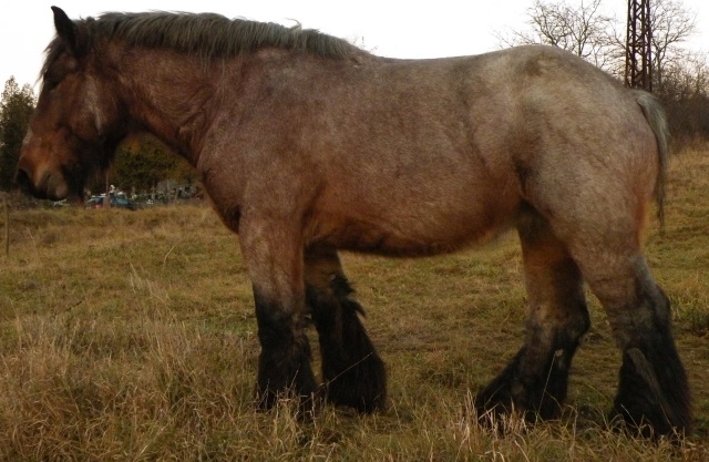 ScholaInNatura Fotogaleria