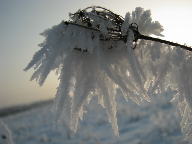 ScholaInNatura Fotogaleria