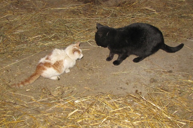 ScholaInNatura Fotogaleria