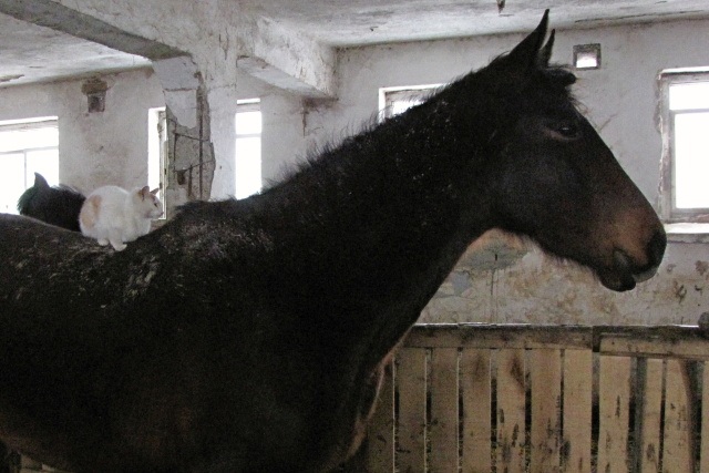 ScholaInNatura Fotogaleria