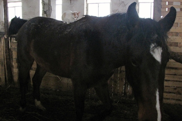 ScholaInNatura Fotogaleria