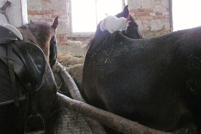 ScholaInNatura Fotogaleria