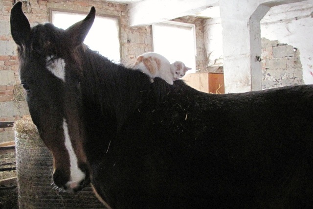 ScholaInNatura Fotogaleria