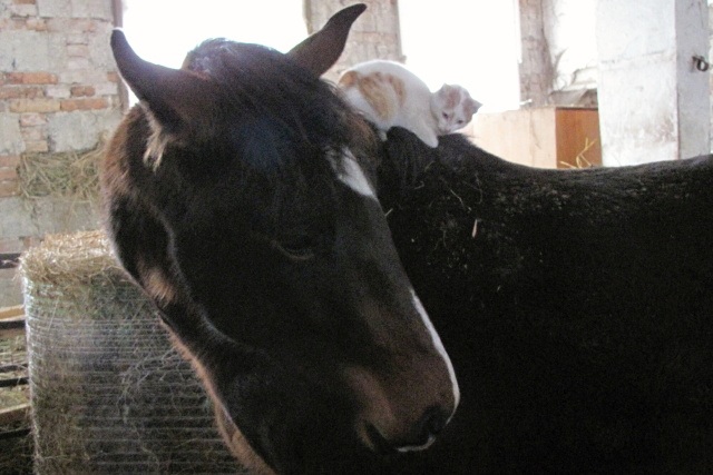 ScholaInNatura Fotogaleria