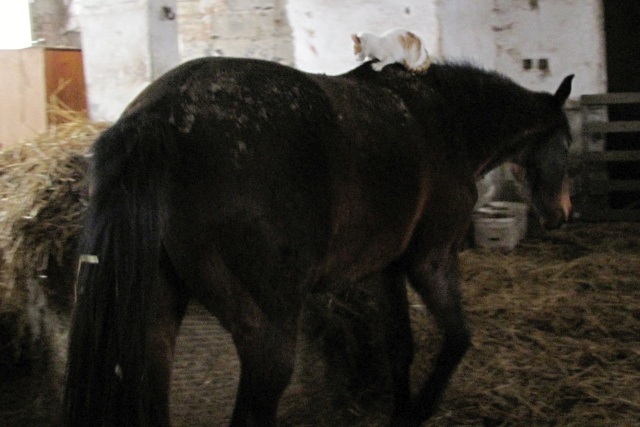 ScholaInNatura Fotogaleria