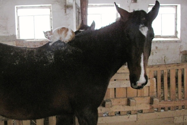 ScholaInNatura Fotogaleria