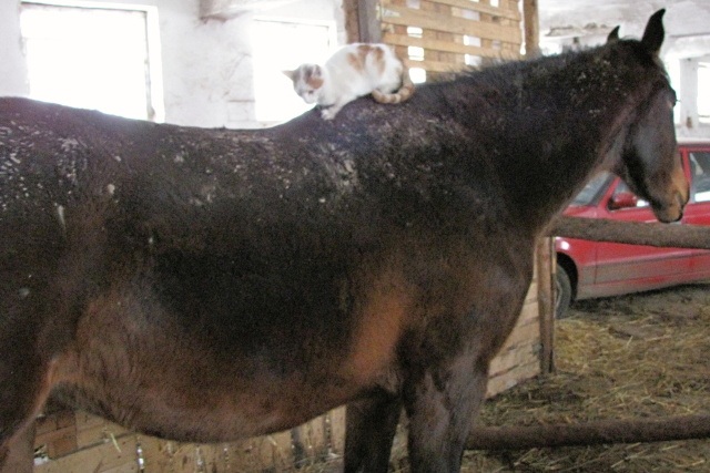 ScholaInNatura Fotogaleria