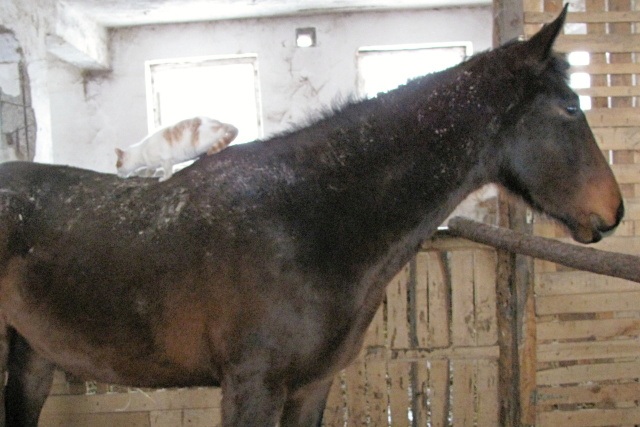 ScholaInNatura Fotogaleria