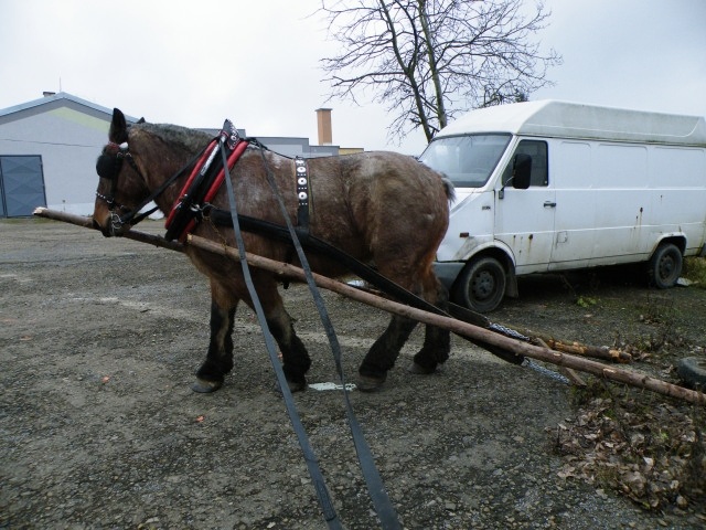ScholaInNatura Fotogaleria