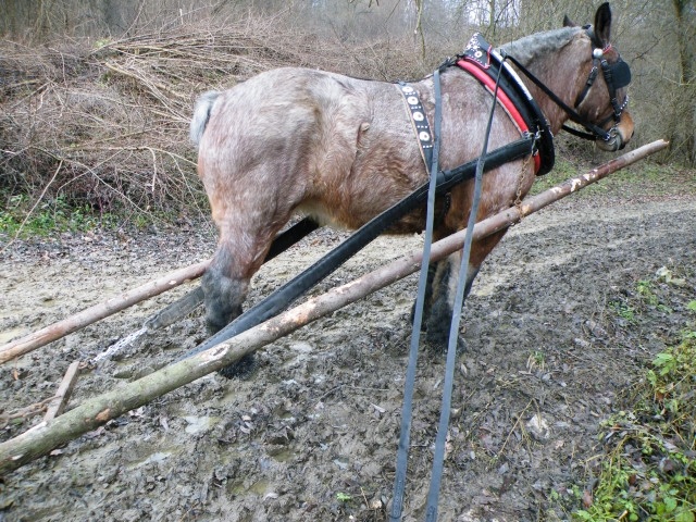 ScholaInNatura Fotogaleria