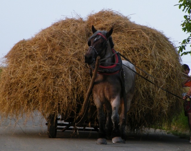 ScholaInNatura Fotogaleria