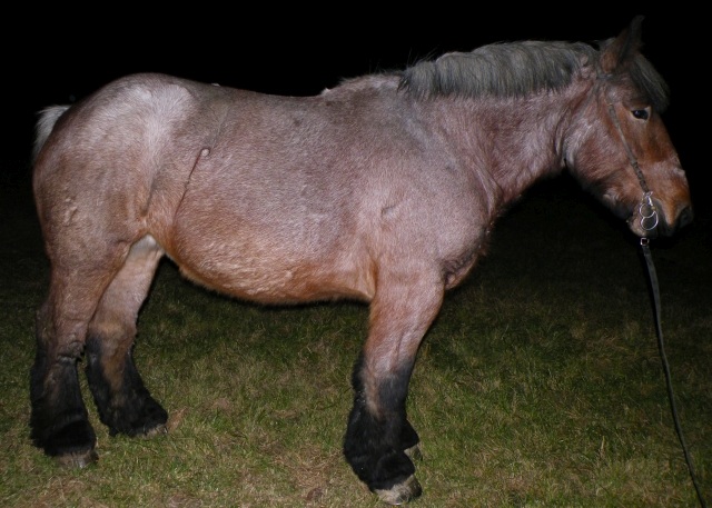 ScholaInNatura Fotogaleria