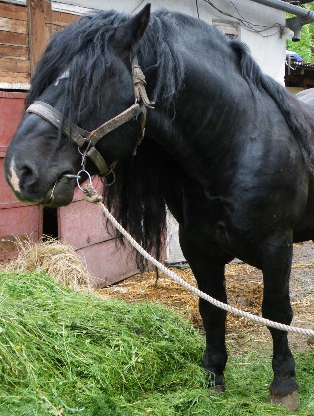 ScholaInNatura Fotogaleria