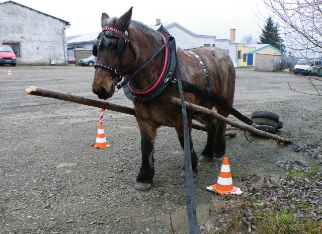 ScholaInNatura Fotogaleria