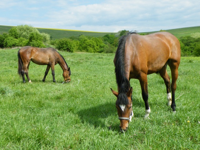 ScholaInNatura Fotogaleria