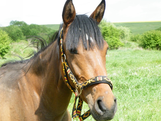 ScholaInNatura Fotogaleria