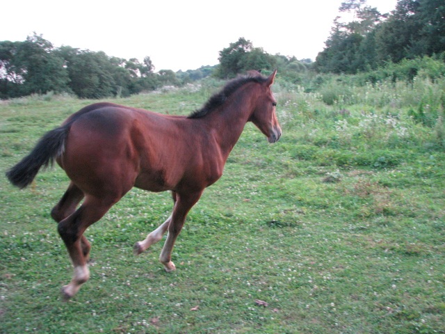 ScholaInNatura Fotogaleria
