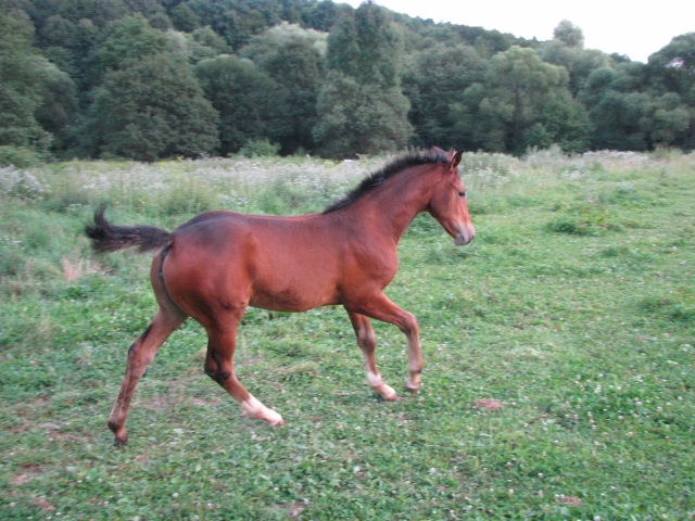ScholaInNatura Fotogaleria
