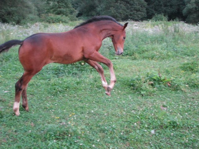 ScholaInNatura Fotogaleria