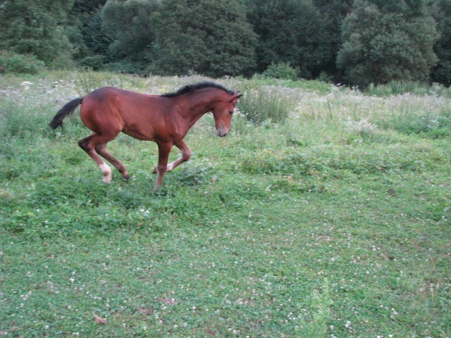 ScholaInNatura Fotogaleria