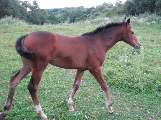 ScholaInNatura Fotogaleria