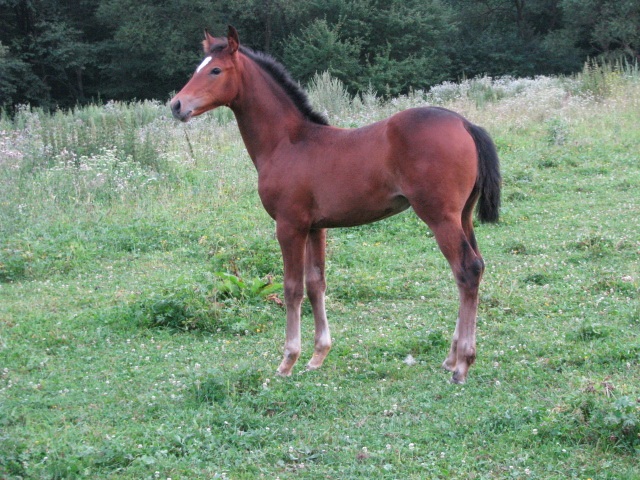 ScholaInNatura Fotogaleria