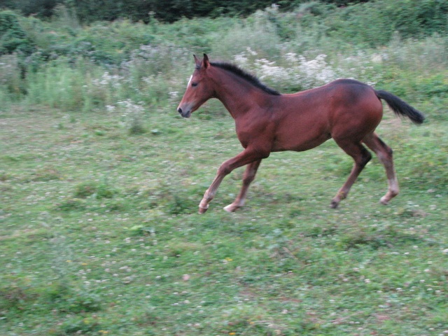 ScholaInNatura Fotogaleria