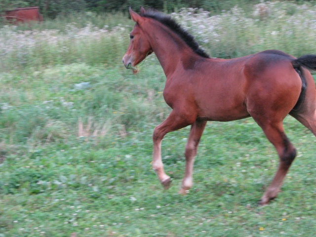 ScholaInNatura Fotogaleria