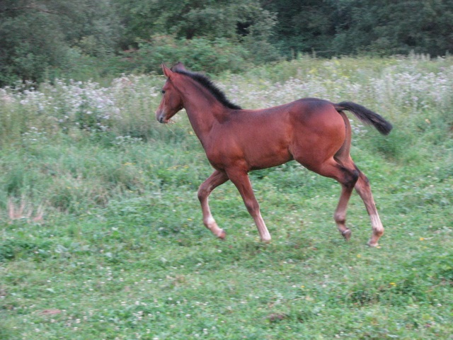ScholaInNatura Fotogaleria