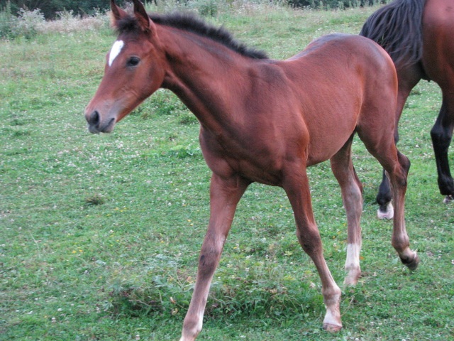 ScholaInNatura Fotogaleria
