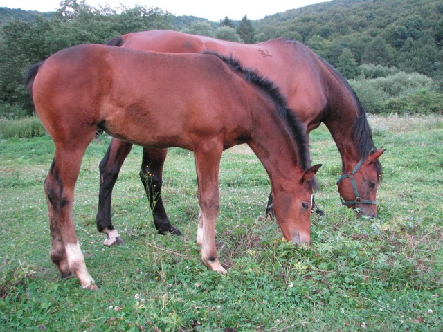 ScholaInNatura Fotogaleria
