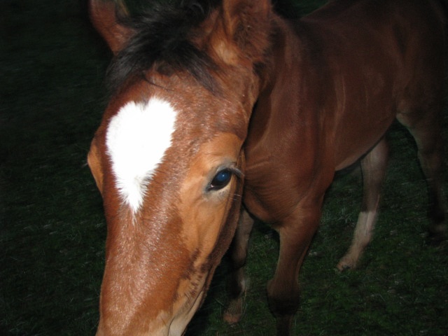 ScholaInNatura Fotogaleria