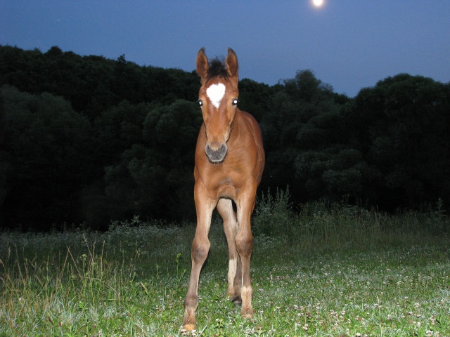 ScholaInNatura Fotogaleria