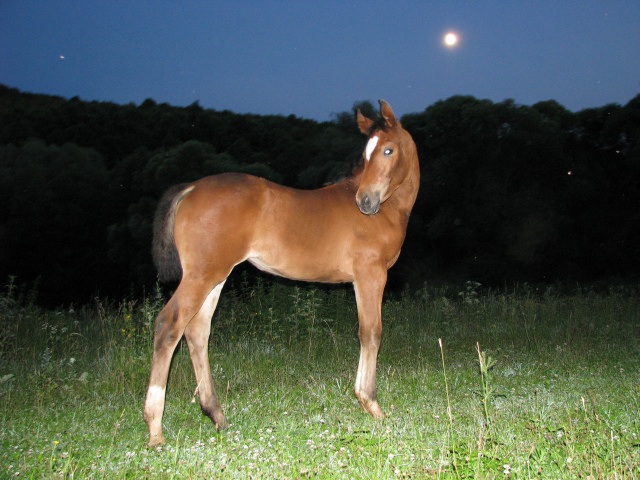 ScholaInNatura Fotogaleria