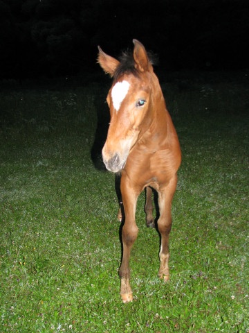 ScholaInNatura Fotogaleria