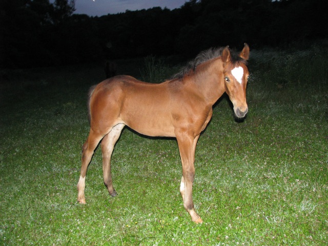 ScholaInNatura Fotogaleria