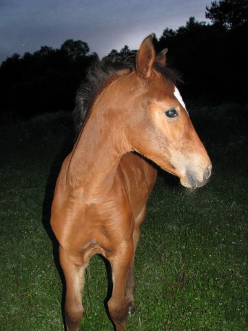 ScholaInNatura Fotogaleria