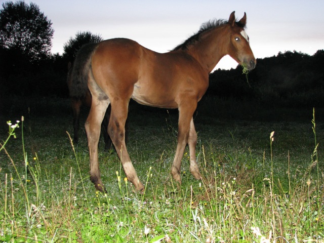 ScholaInNatura Fotogaleria