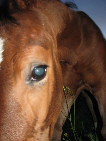 ScholaInNatura Fotogaleria