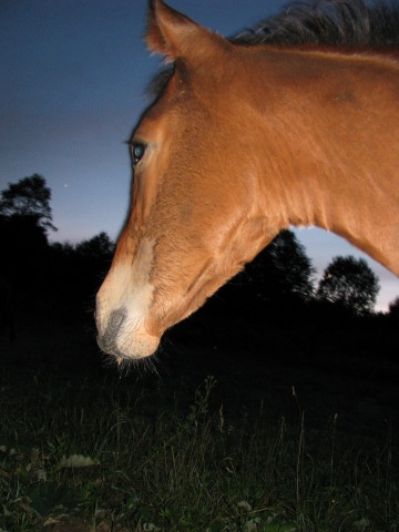 ScholaInNatura Fotogaleria