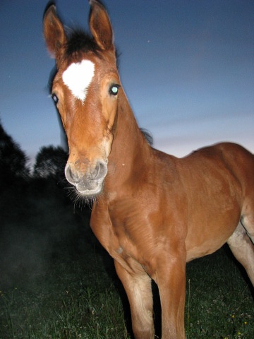 ScholaInNatura Fotogaleria
