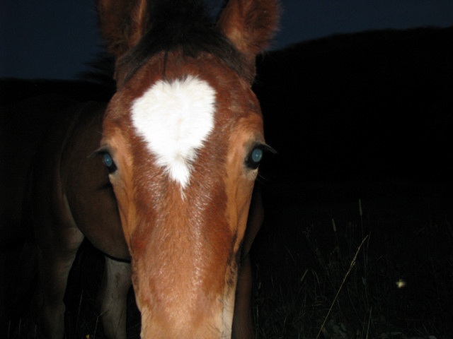 ScholaInNatura Fotogaleria