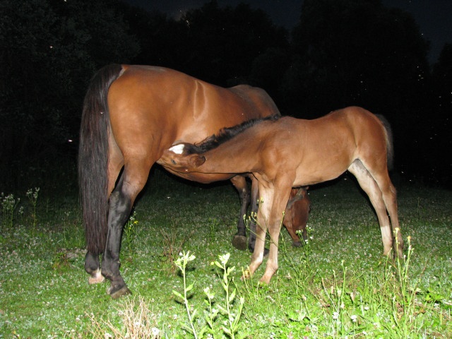 ScholaInNatura Fotogaleria