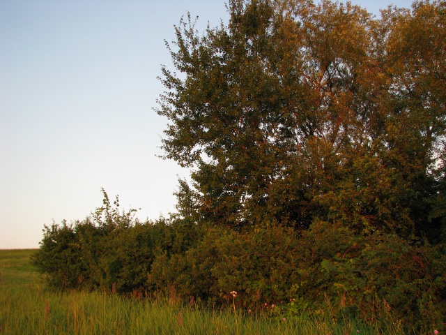 ScholaInNatura Fotogaleria