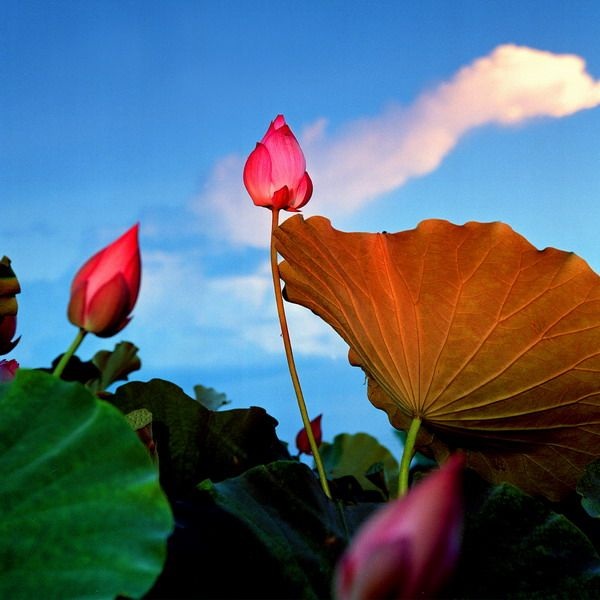 ScholaInNatura Fotogaleria